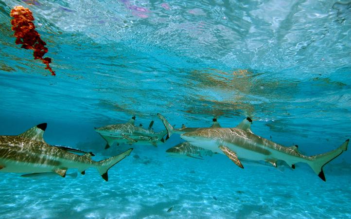 PF moorea lagon 082009_08.jpg